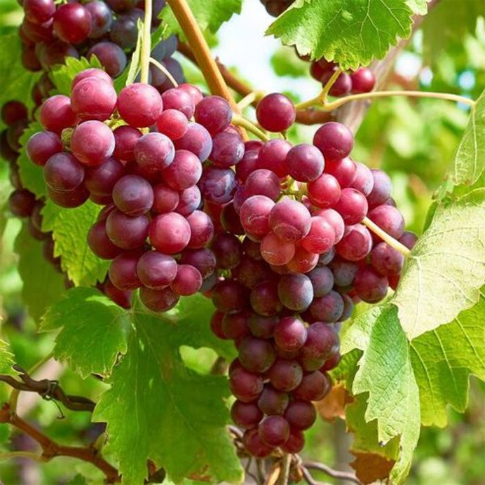 Bunches of purple grapes on a vine with green leaves