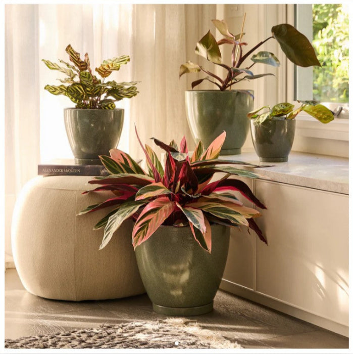 Decorative indoor plants in pots on a windowsill with a neutral background