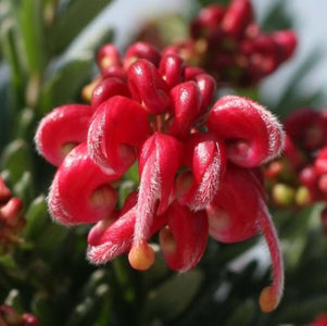 GREVILLEA HOT LAVA