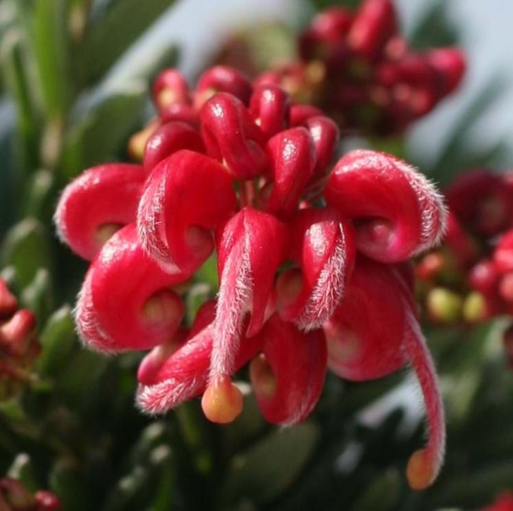 GREVILLEA HOT LAVA