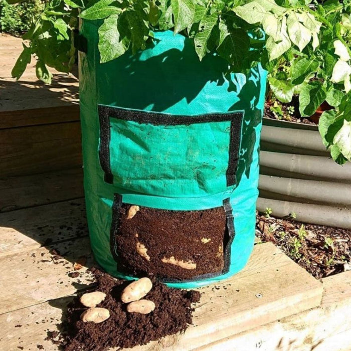 Green potato grow bag with soil and plants emerging, placed on a wooden surface with garden background.