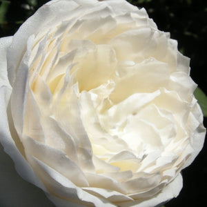 Close-up of a white rose with soft focus background