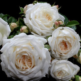 Bouquet of white and light pink roses with green leaves on a black background