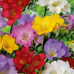 Freesia bulb package with colorful flowers and branding on a white background