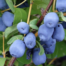 Cluster of blue berries on a branch with green leaves