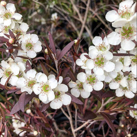 Close-up of white flowers with purple leaves on a blurred natural background