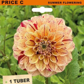 Seed packet for Dahlia Homicide decorative dahlia tubers, featuring a large peach and yellow flower with red streaks on a green leafy background, with text reading 'PRICE C', 'SUMMER FLOWERING', and 'DAHLIA DECORATIVE HOMICIDE'.