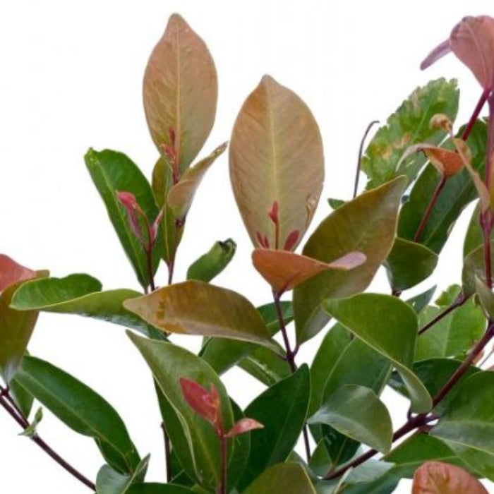 Close-up of a plant with green and pinkish leaves on a white background