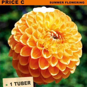 A packaged dahlia ball tuber labeled 'DAHLIA BALL HONEYCOMB' with a large photo of a yellow-orange flower on the front. The package includes text reading 'PRICE C', 'SUMMER FLOWERING', '1 TUBER', and a small logo at the bottom.