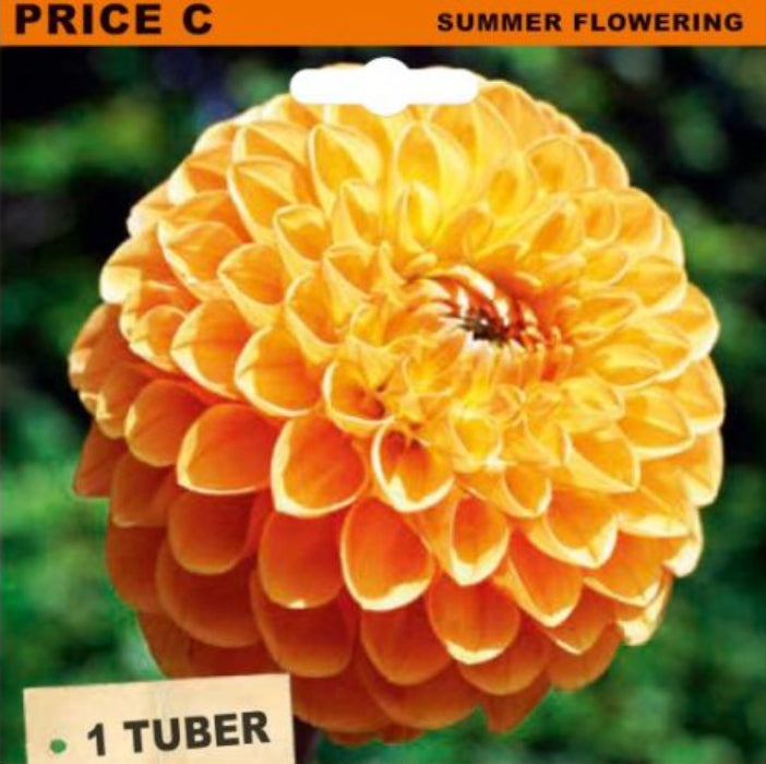 A packaged dahlia ball tuber labeled 'DAHLIA BALL HONEYCOMB' with a large photo of a yellow-orange flower on the front. The package includes text reading 'PRICE C', 'SUMMER FLOWERING', '1 TUBER', and a small logo at the bottom.