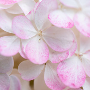 Hydrangea Sundae Fraise