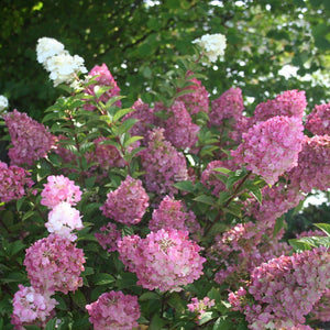 Hydrangea Sundae Fraise