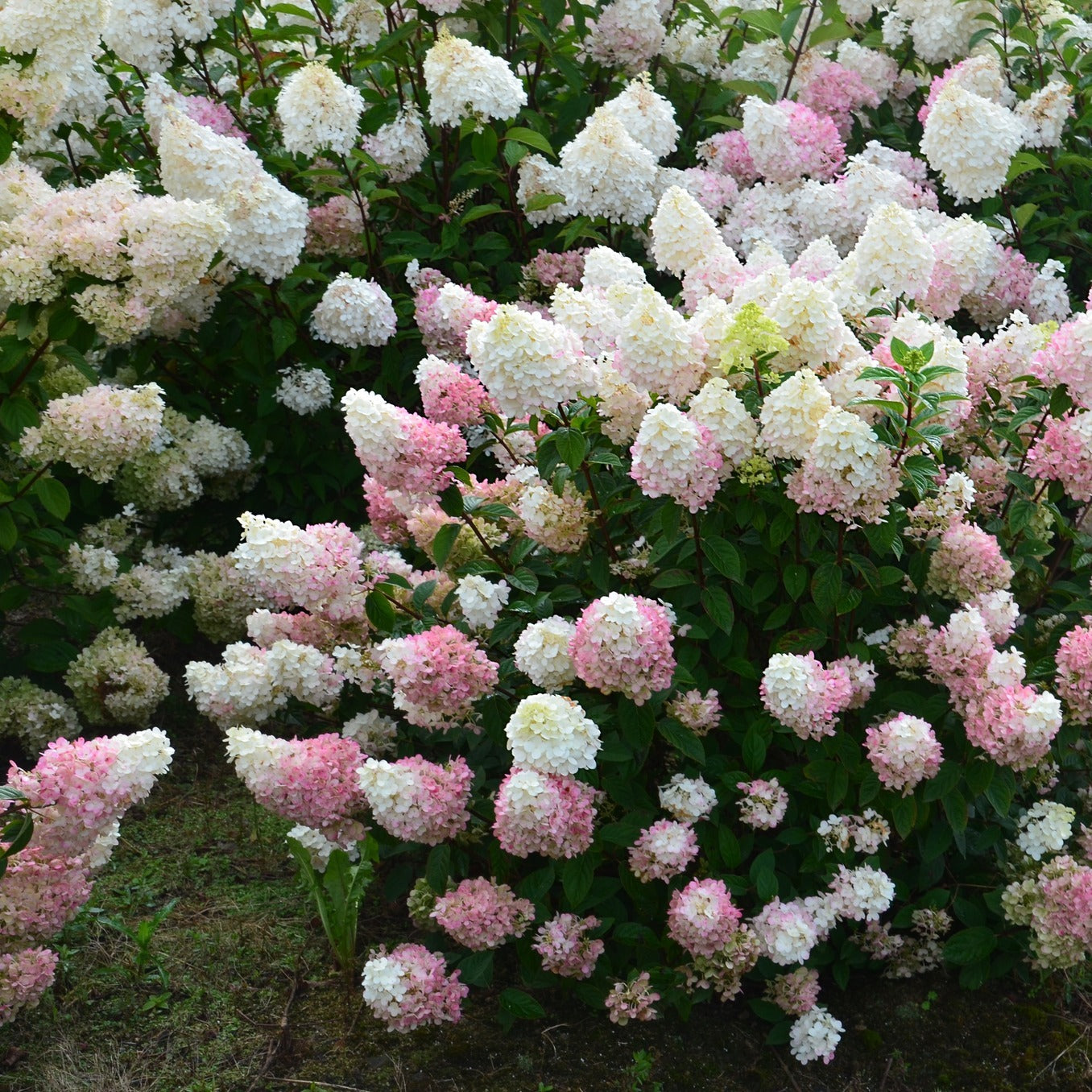Hydrangea Sundae Fraise