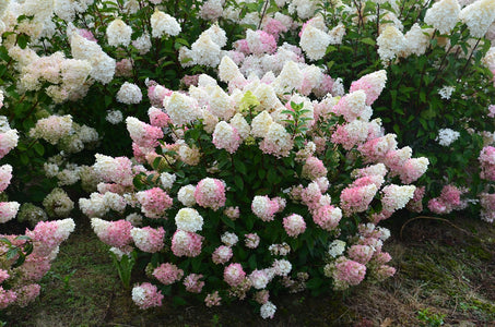 Hydrangea Sundae Fraise