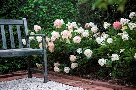 Hydrangea Sundae Fraise