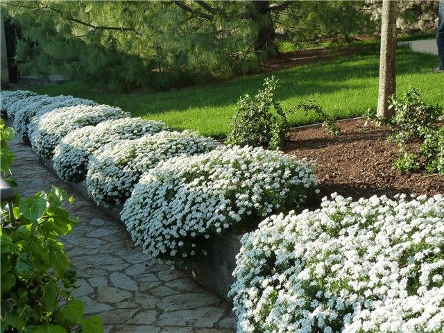 Plants