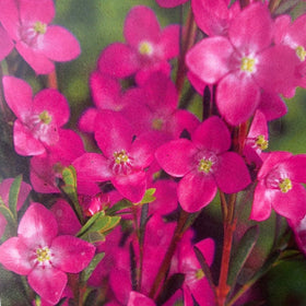 Close-up of bright pink flowers with green leaves on a blurred background