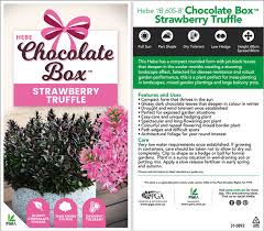 HEBE STRAWBERRY / RASPBERRY TRUFFLE 140MM