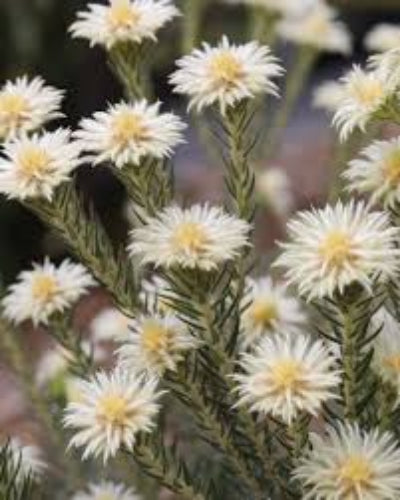 Close-up of white flowers with a blurred background