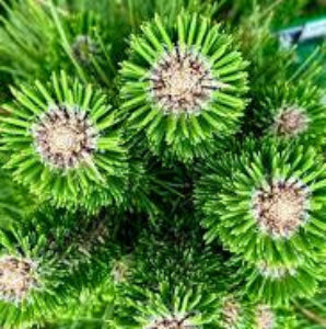 Ornamental Trees