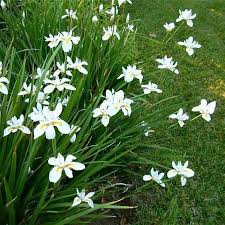 DIETES GRANDIFLORA