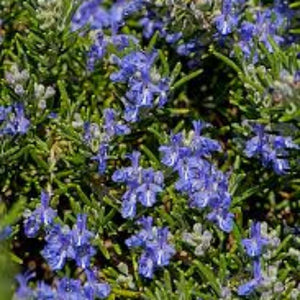PROSTRATE ROSEMARY