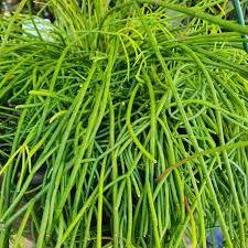 RHIPSALIS BASKET 13CM