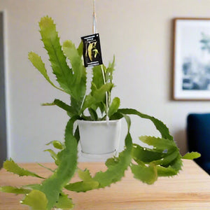 RHIPSALIS BASKET 13CM