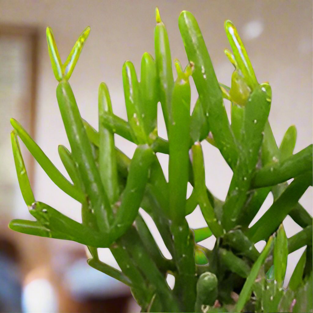 RHIPSALIS BASKET 13CM
