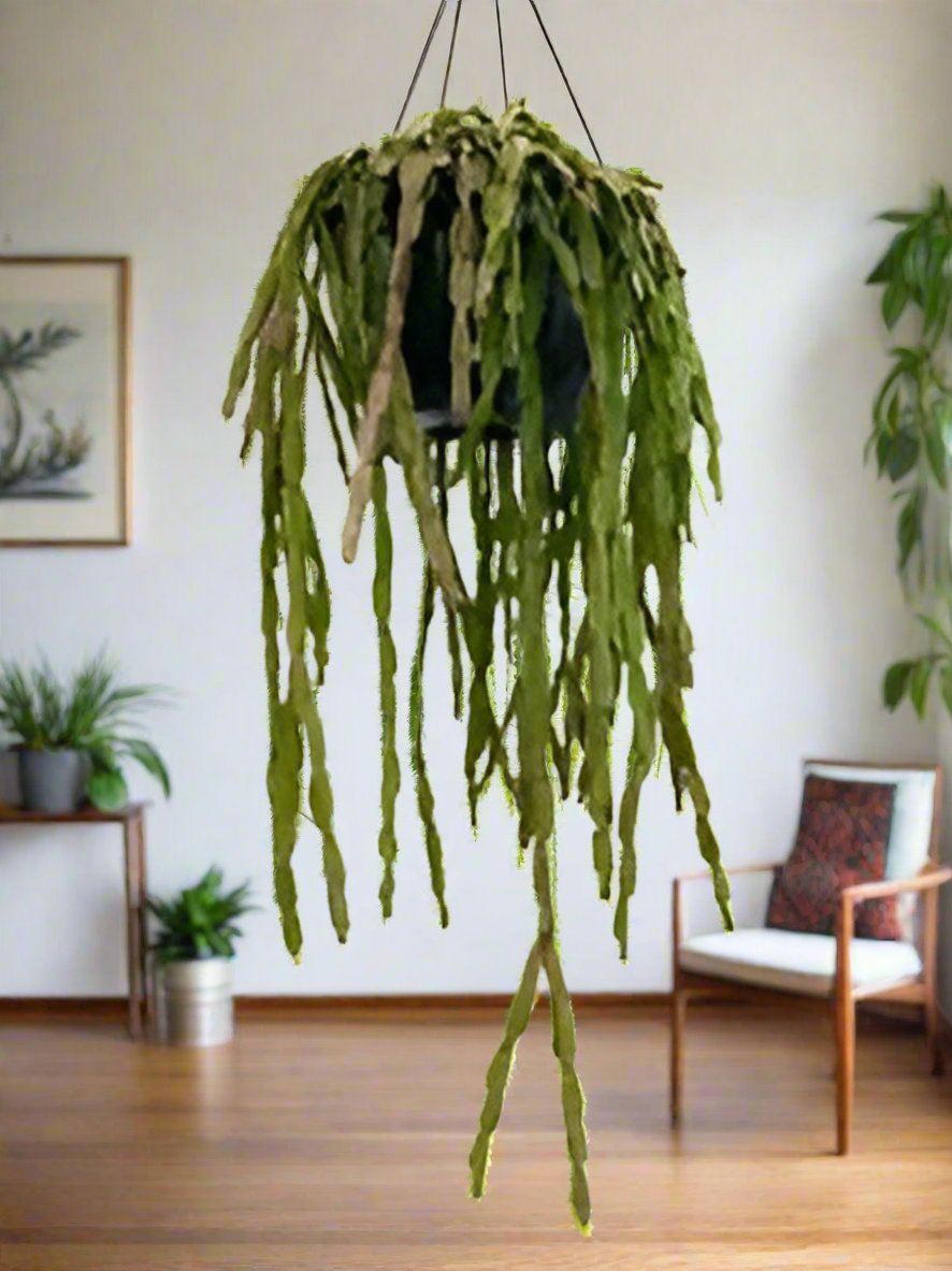 RHIPSALIS BASKET 13CM