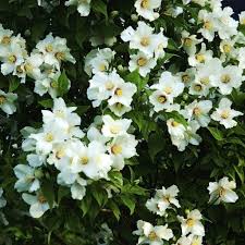 PHILADELPHUS FRAGRANT STAR 140MM