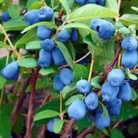 Close-up of Haskap berries on a bush, displaying their blue color and round shape with a green leaf background.