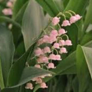 Pink bell-shaped flowers with green leaves in the background