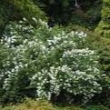 PHILADELPHUS FRAGRANT STAR 140MM