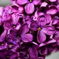 Ornamental Trees