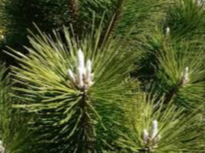 PINUS THUNDERHEAD 200MM