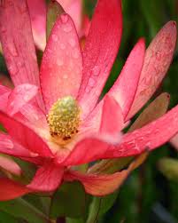 Close-up of a pink flower with a green center