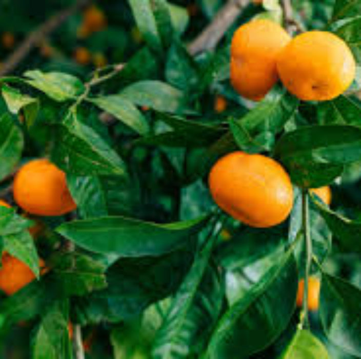 Oranges growing on a tree with green leaves