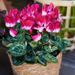 CYCLAMEN INDIAKA 140MM