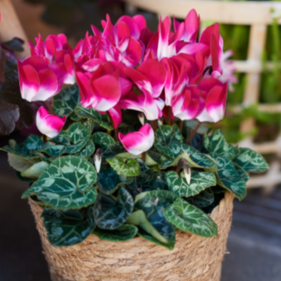 CYCLAMEN INDIAKA 140MM