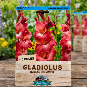 Gladiolus Indian Summer bulb package with flowers in the background
