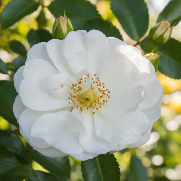 Close-up of a white flower with green leaves in the background