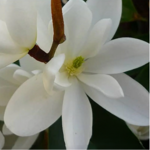Close-up of white flowers with a blurred background
