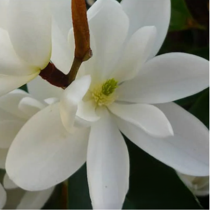 Close-up of white flowers with a blurred background