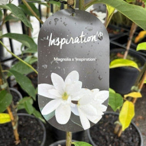 Plant tag with 'Inspiration' and magnolia flower design in a greenhouse setting