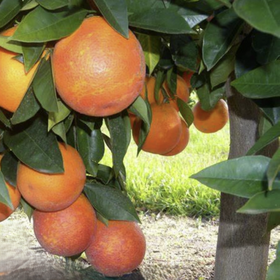 Oranges hanging from a tree with green leaves