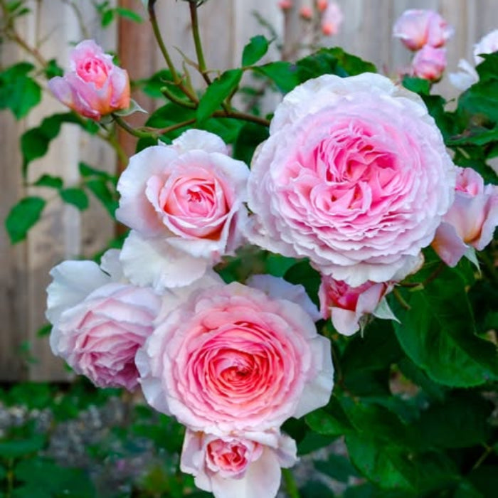 Close-up of pink and white roses with green leaves.