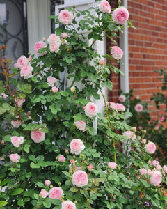 Pink roses climbing a white trellis with a brick wall in the background