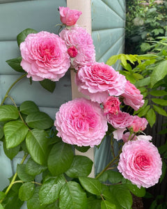Pink roses with green leaves against a light blue wall