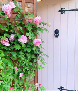 Pink roses climbing a wooden trellis in front of a white door with a black knocker.